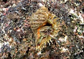 ��钬���y�����كm�[�g  Oiso Municipal Museum