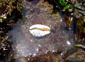 ��钬���y�����كm�[�g  Oiso Municipal Museum