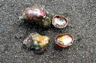 ��钬���y�����كm�[�g  Oiso Municipal Museum