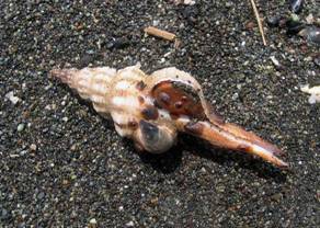 ��钬���y�����كm�[�g  Oiso Municipal Museum