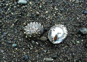 ��钬���y�����كm�[�g  Oiso Municipal Museum