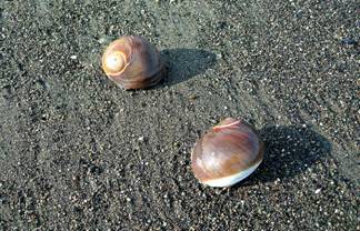 ��钬���y�����كm�[�g  Oiso Municipal Museum