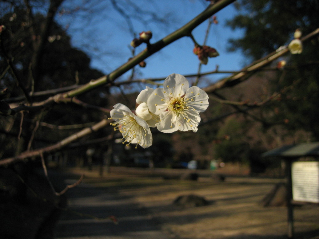 ��钬���y�����كm�[�g  Oiso Municipal Museum