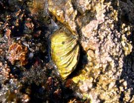 ��钬���y�����كm�[�g  Oiso Municipal Museum