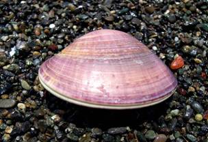 ��钬���y�����كm�[�g  Oiso Municipal Museum