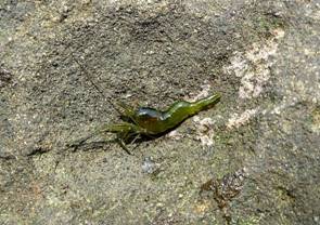 ��钬���y�����كm�[�g  Oiso Municipal Museum