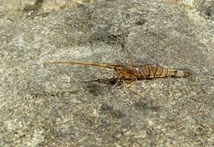 ��钬���y�����كm�[�g  Oiso Municipal Museum