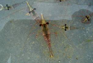 ��钬���y�����كm�[�g  Oiso Municipal Museum