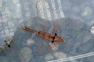 ��钬���y�����كm�[�g  Oiso Municipal Museum