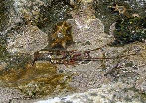 ��钬���y�����كm�[�g  Oiso Municipal Museum