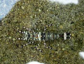 ��钬���y�����كm�[�g  Oiso Municipal Museum