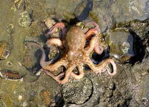 ��钬���y�����كm�[�g  Oiso Municipal Museum