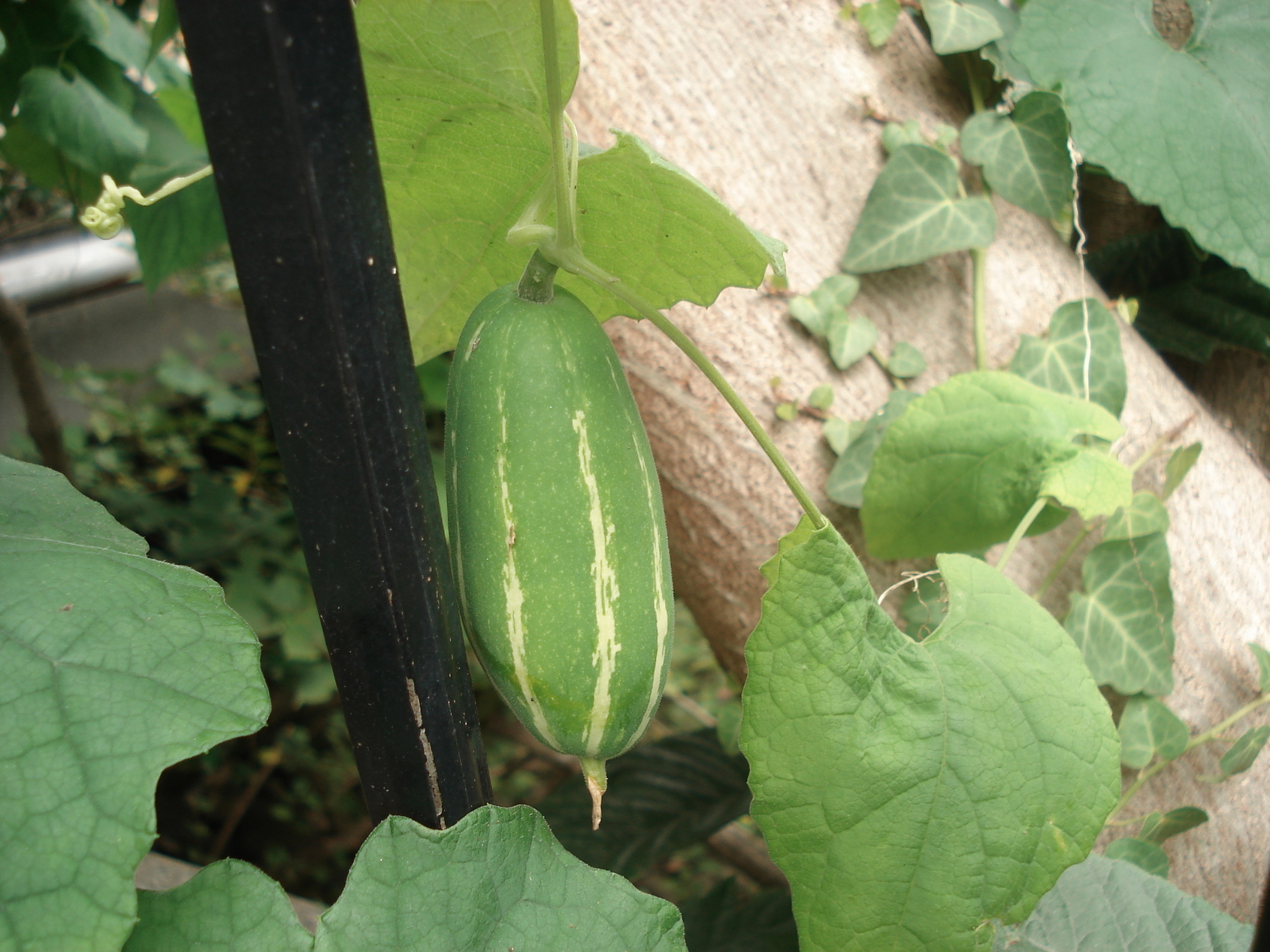 ��钬���y�����كm�[�g  Oiso Municipal Museum