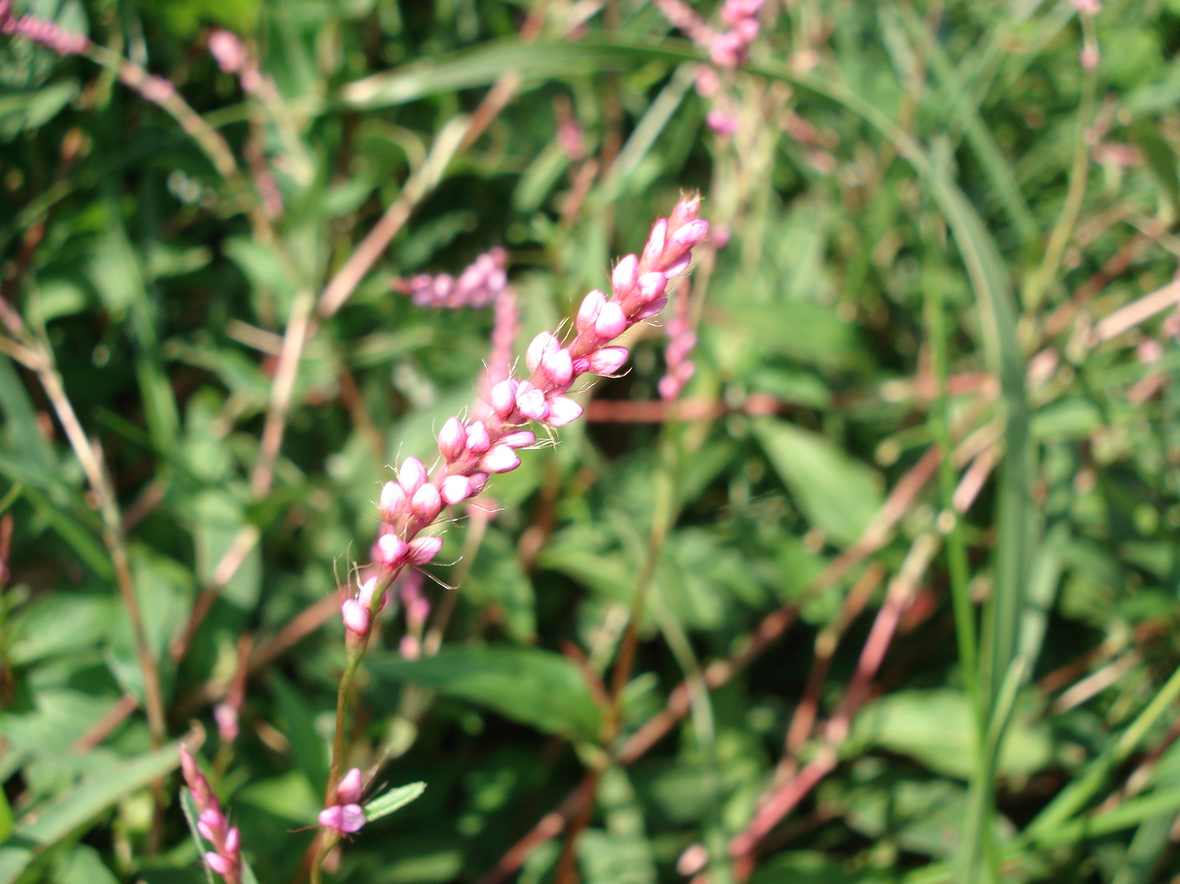 ��钬���y�����كm�[�g  Oiso Municipal Museum