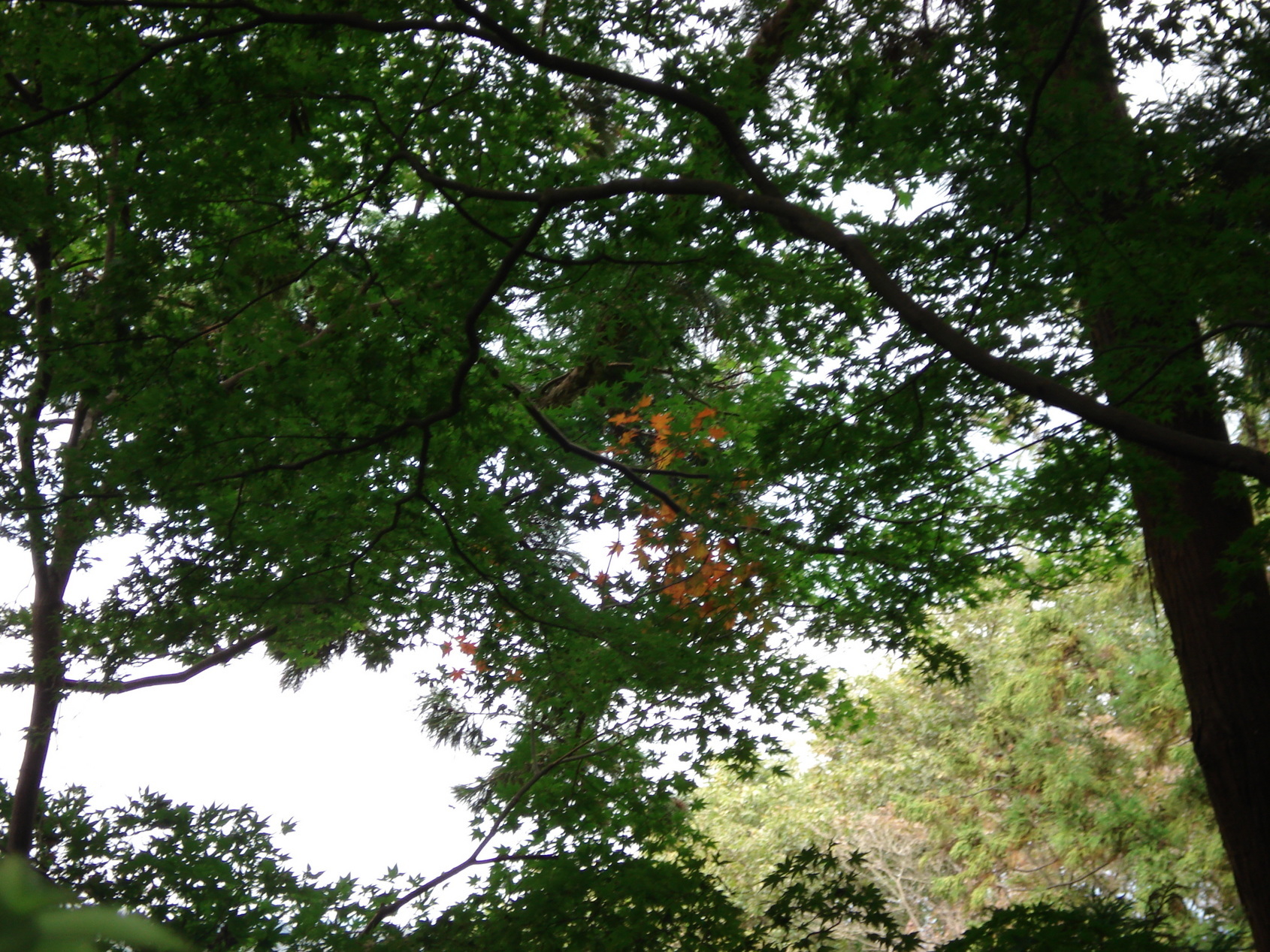 ��钬���y�����كm�[�g  Oiso Municipal Museum