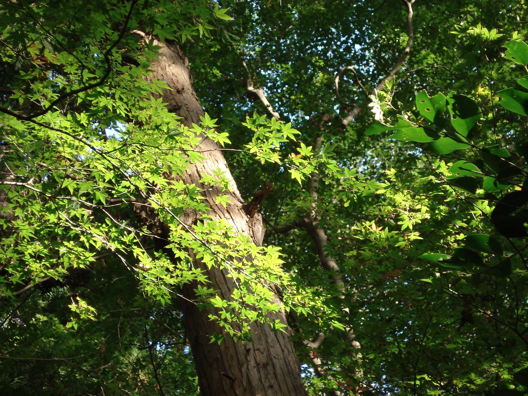 ��钬���y�����كm�[�g  Oiso Municipal Museum