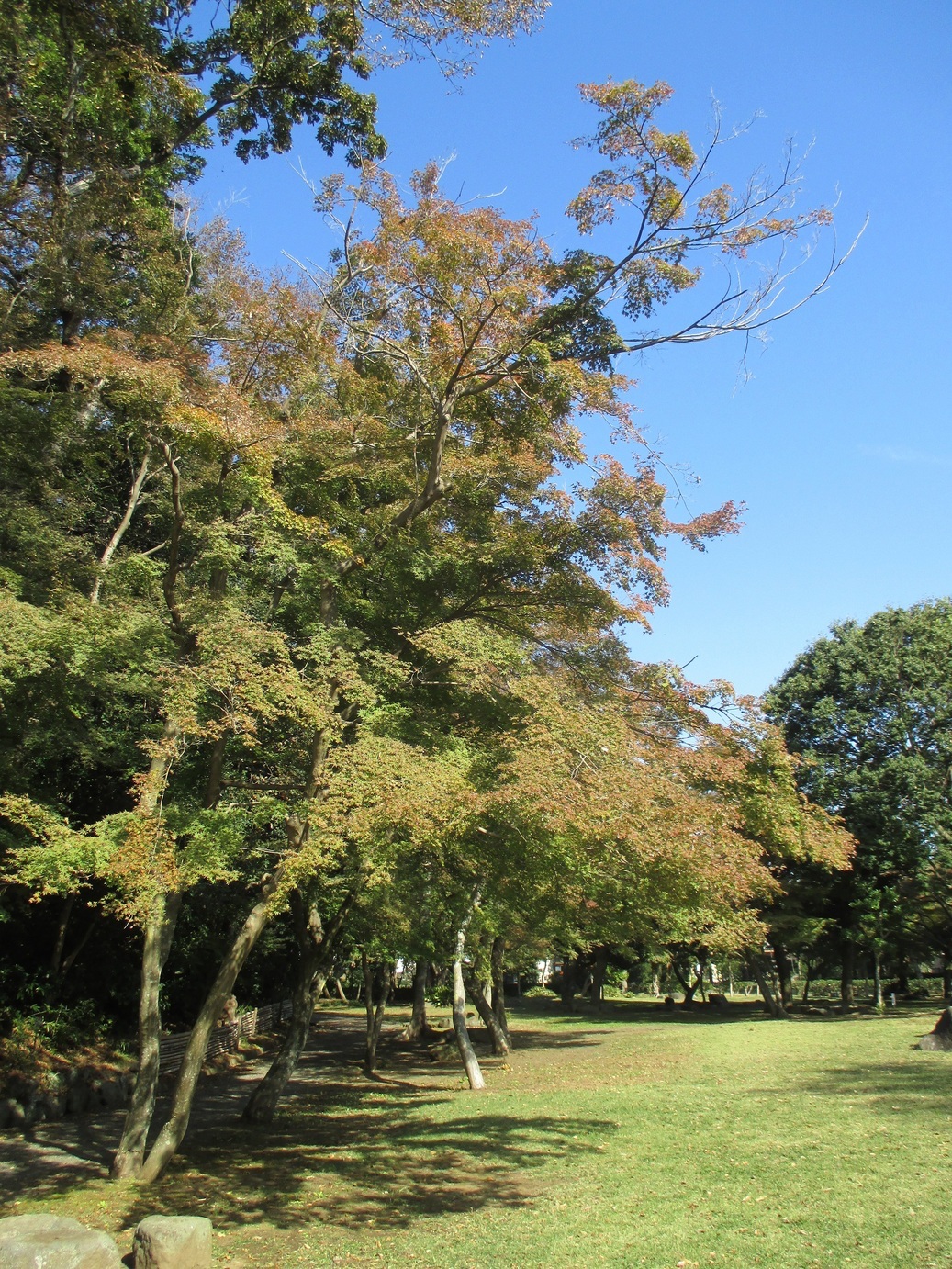 ��钬���y�����كm�[�g  Oiso Municipal Museum