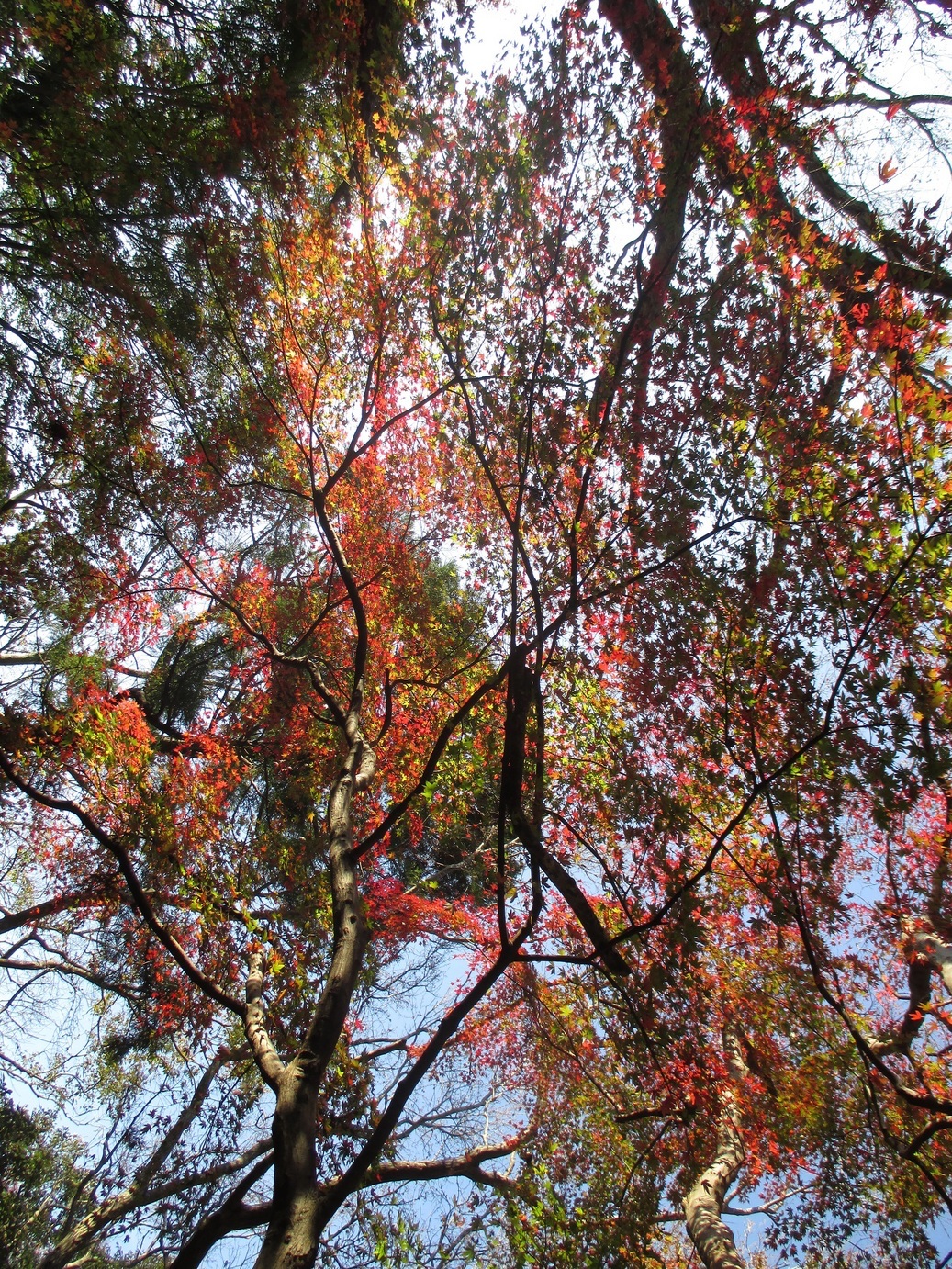 ��钬���y�����كm�[�g  Oiso Municipal Museum