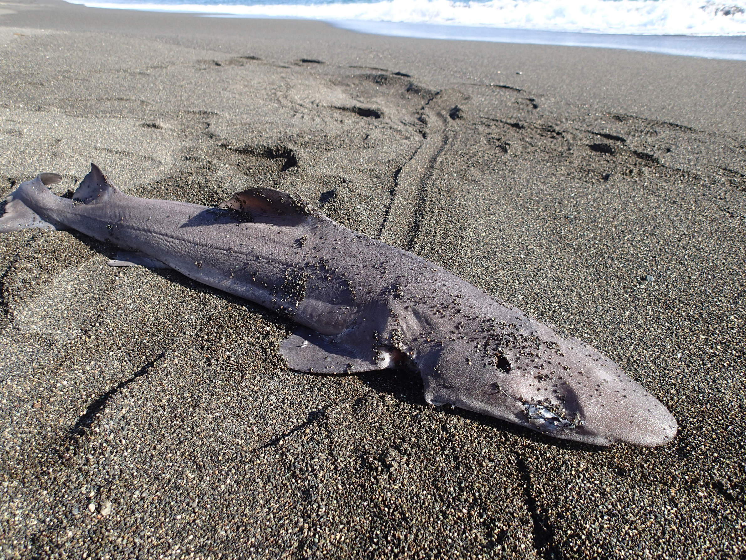 ��钬���y�����كm�[�g  Oiso Municipal Museum