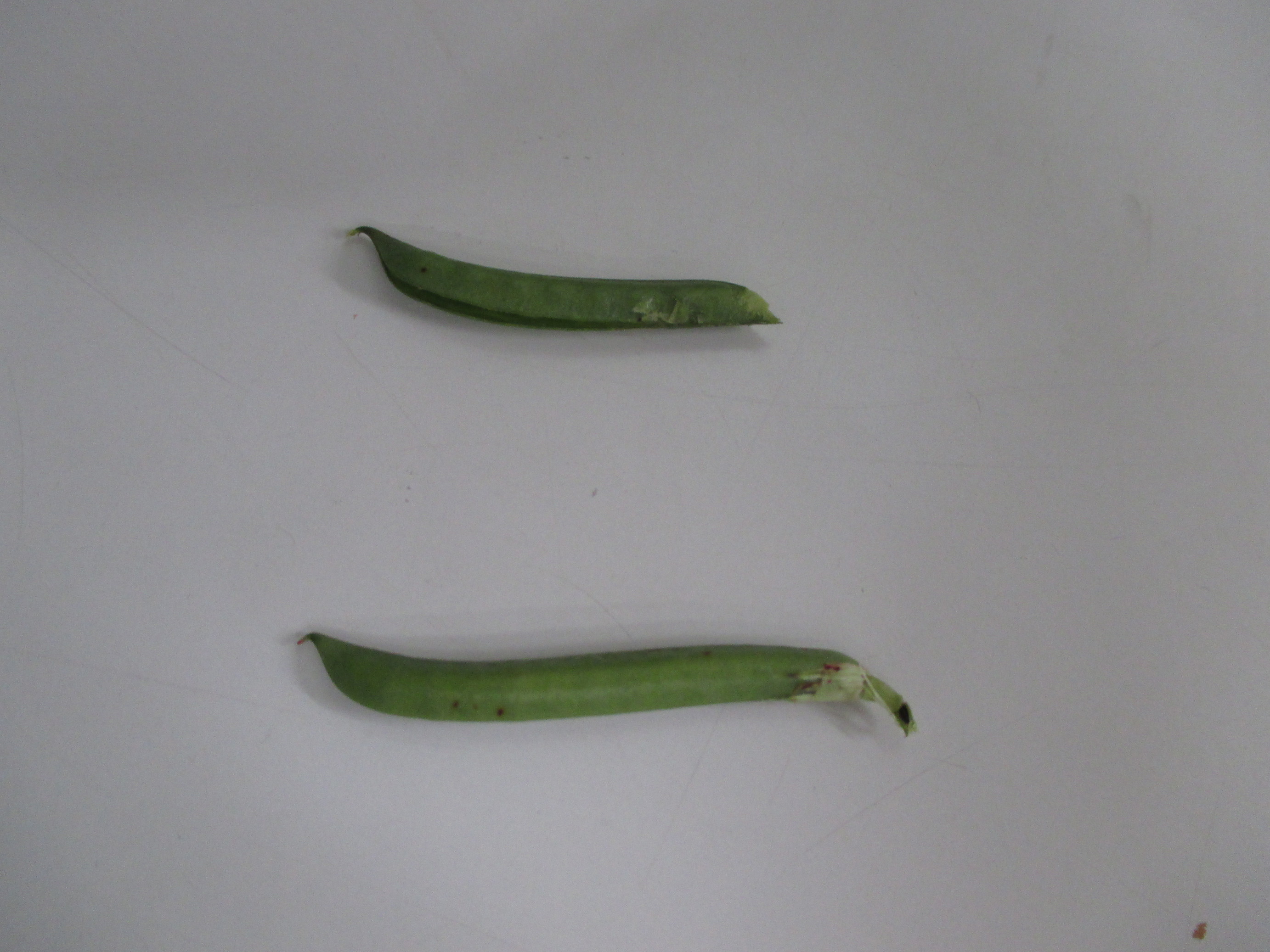 ��钬���y�����كm�[�g  Oiso Municipal Museum