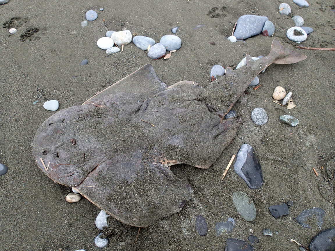 ��钬���y�����كm�[�g  Oiso Municipal Museum