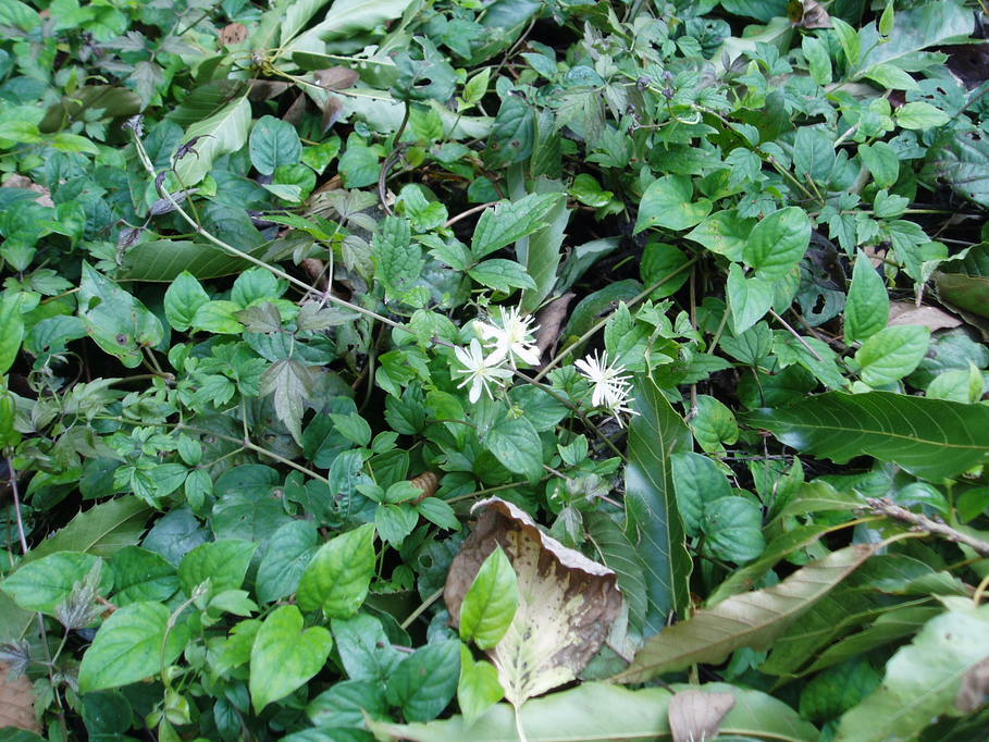 ��钬���y�����كm�[�g  Oiso Municipal Museum