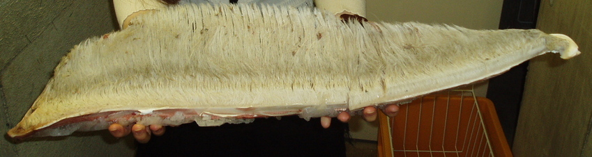 ��钬���y�����كm�[�g  Oiso Municipal Museum