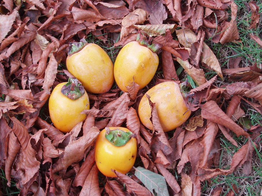 ��钬���y�����كm�[�g  Oiso Municipal Museum