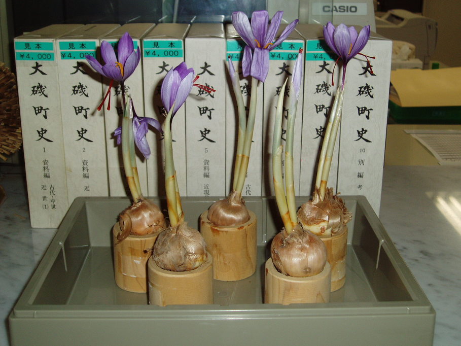 ��钬���y�����كm�[�g  Oiso Municipal Museum