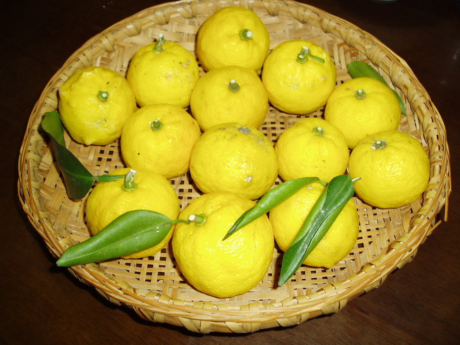 ��钬���y�����كm�[�g  Oiso Municipal Museum