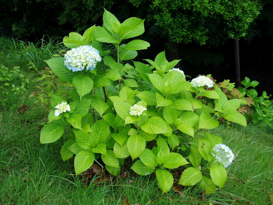 ��钬���y�����كm�[�g  Oiso Municipal Museum