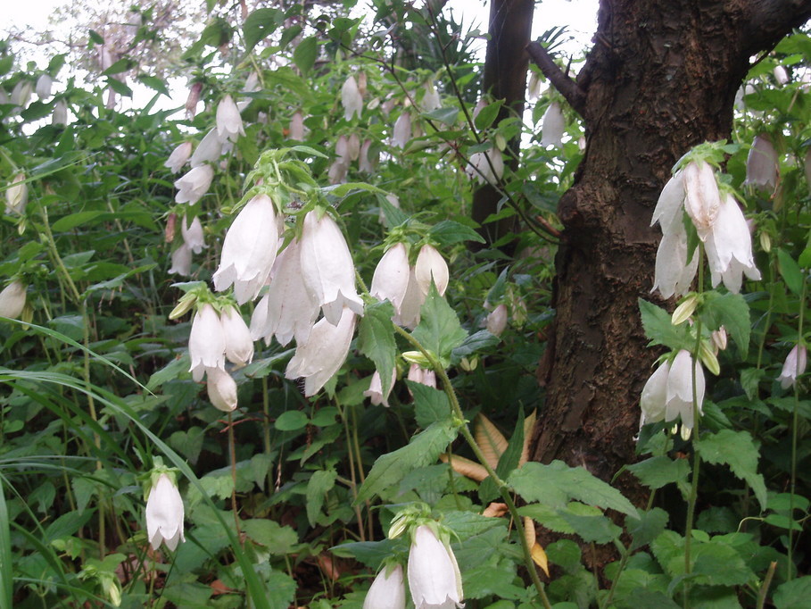 ��钬���y�����كm�[�g  Oiso Municipal Museum