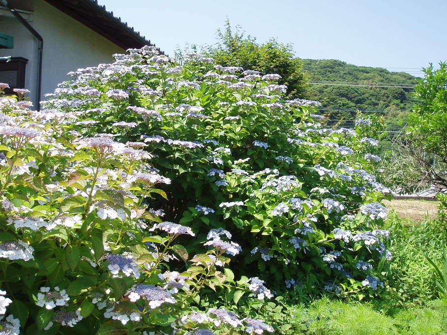 ��钬���y�����كm�[�g  Oiso Municipal Museum