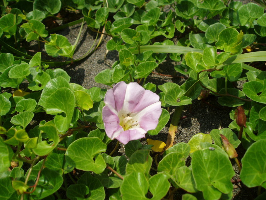 ��钬���y�����كm�[�g  Oiso Municipal Museum