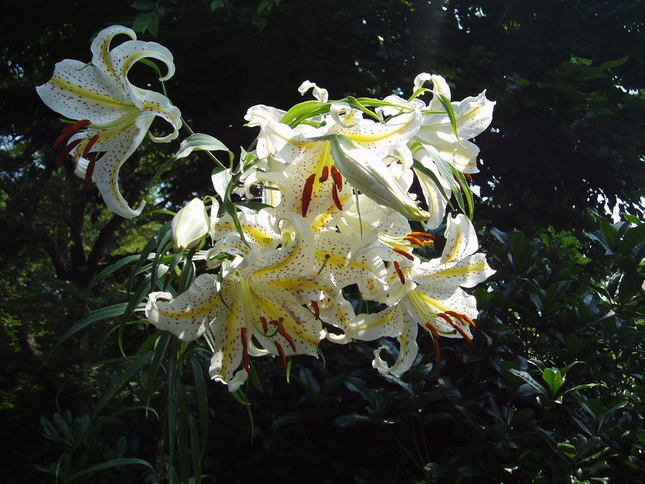 ��钬���y�����كm�[�g  Oiso Municipal Museum