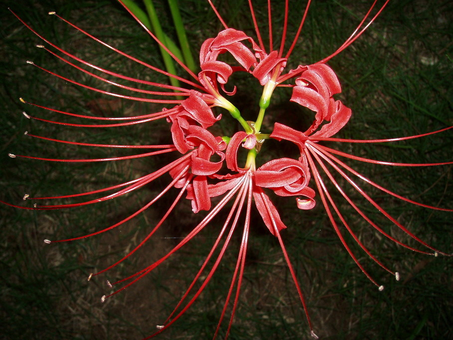 ��钬���y�����كm�[�g  Oiso Municipal Museum