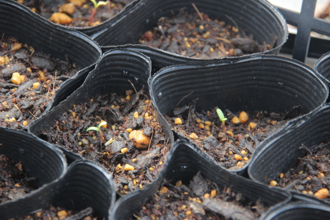 BB���N�͑������ł��@�Q�B�i�u���[�x���[�W�����͔��������j