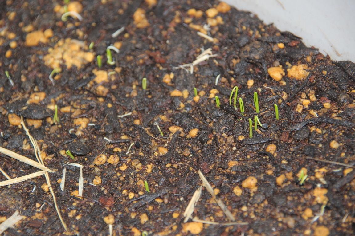 �t�̎�܂��@�P�i�u���[�x���[�W�����͔��������j