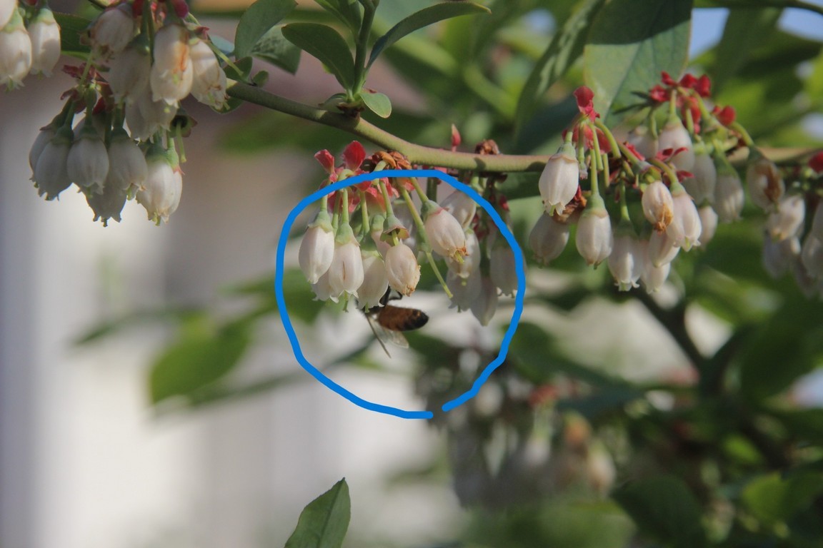 �~�c�o�`�����@�������s�[�N�H�i�u���[�x���[�W�����͔��������j