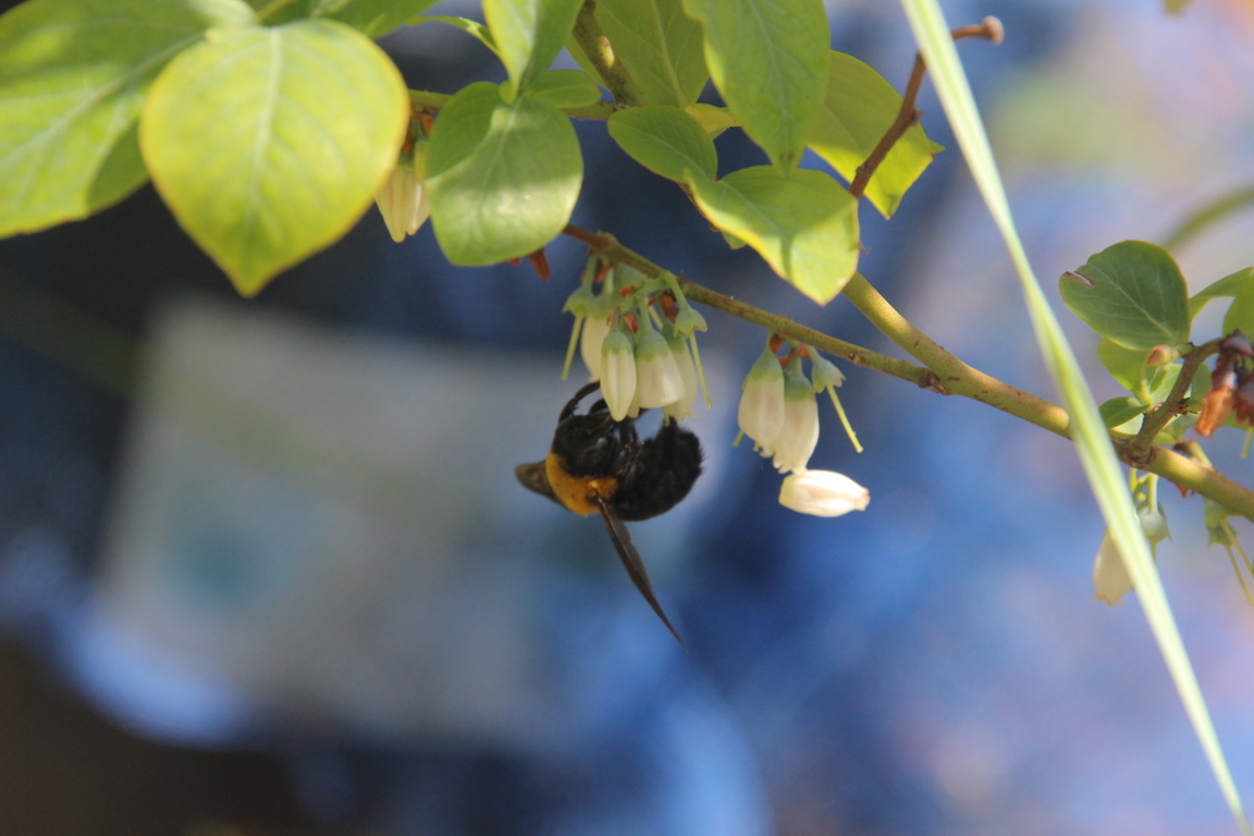 �}���n�i�o�`�����Ă��܂��B�I�s�[�N�I�i�u���[�x���[�W�����͔��������j