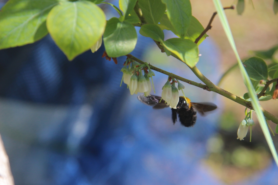 �󕲊����i�u���[�x���[�W�����͔��������j