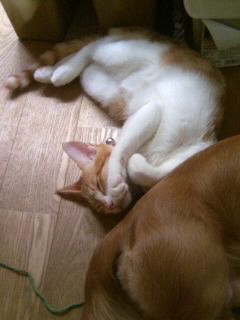 ��g�ƒ����ɂ���