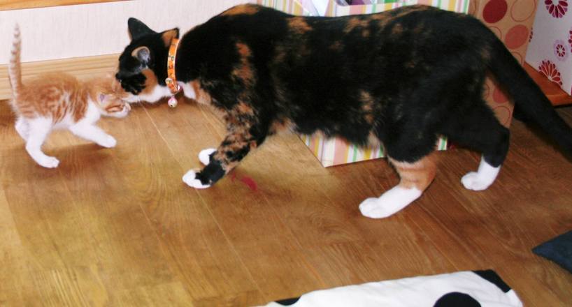 ��g�ƒ����ɂ���