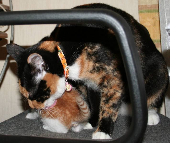 ��g�ƒ����ɂ���