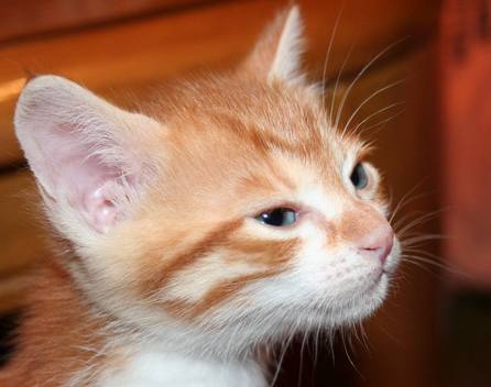 ��g�ƒ����ɂ���