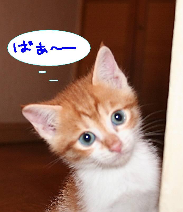 ��g�ƒ����ɂ���