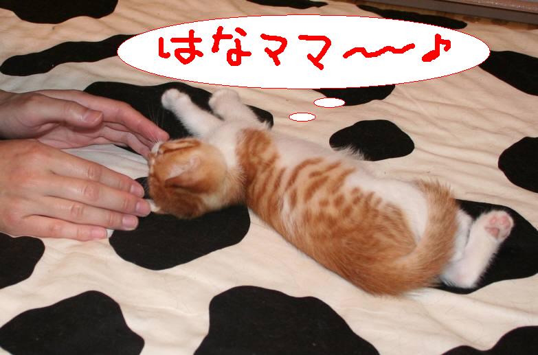 ��g�ƒ����ɂ���