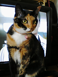 ��g�ƒ����ɂ���