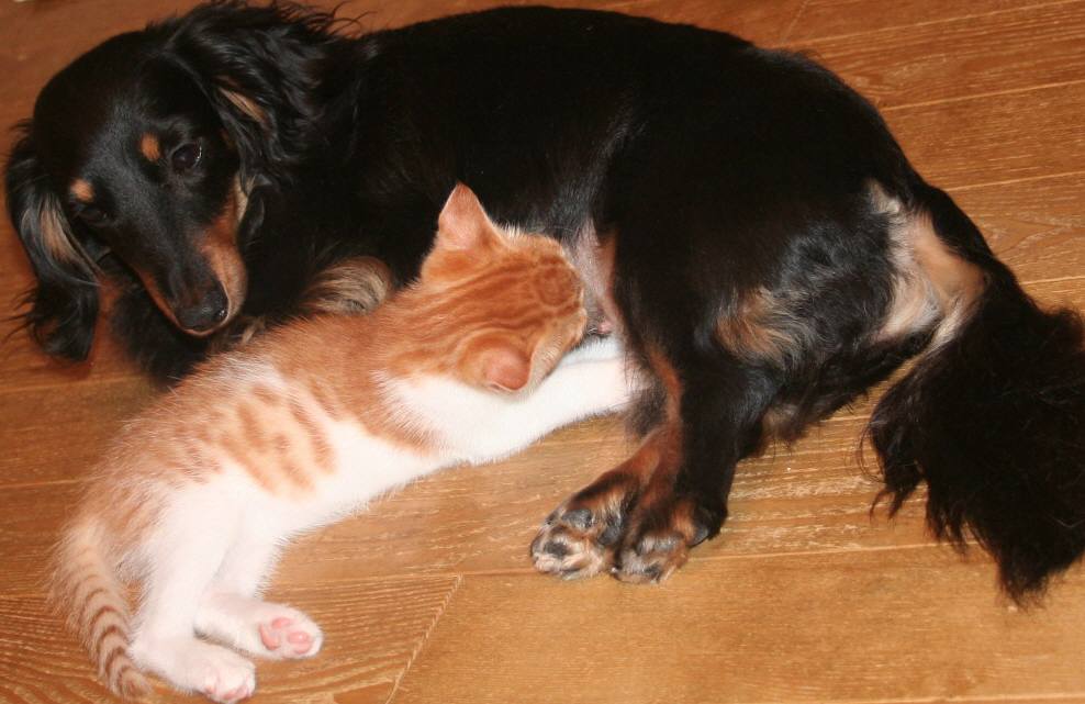 ��g�ƒ����ɂ���