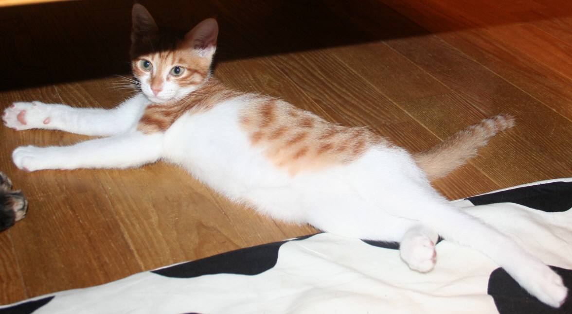 ��g�ƒ����ɂ���